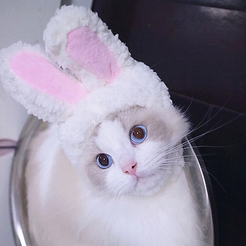 Chapéu fofo e aconchegante para gatos e filhotes, feito de pelúcia ou malha com elástico, ideal para o inverno, festas, cosplay ou decoração pet.
